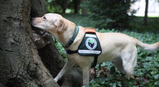 Mit Spürhund Mable im Kurpark von Bad Oeynhausen auf der Jagd nach dem üblen Baumpilz