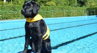 Hundeschwimmen in Bad Oeynhausen: Das sollten Hundehalter wissen - und das wird geboten