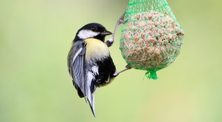 Verschärfte Regeln: Bielefeld verbietet Meisenknödel und mehr in der City