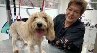 Diese Tipps gibt Bünder Hundefriseurin bei der Fellpflege von Hunden