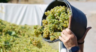 Winzer in der Krise - Ernte so gering wie lange nicht