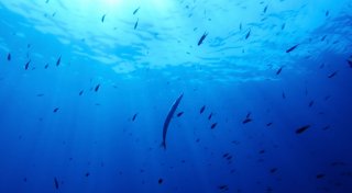 Deutschland will Schutzabkommen für Hochsee beitreten