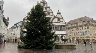 Weihnachtsbaum vorm Paderborner Rathaus steht: Er ist circa 15 Meter hoch