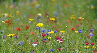 Statt Rasen: In drei Schritten zur bunten Blumenwiese
