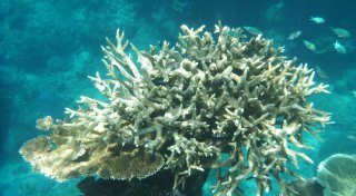 Klimabericht zeichnet düstere Zukunft für Australien