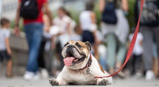 Hund, Katze und Co.: Tiere vor Hitze schützen