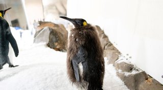 Bald im Frack: Riesen-Pinguin Pesto wird erwachsen
