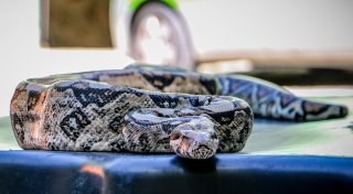 Würgeschlange aus Herford hat jetzt ein neues Zuhause