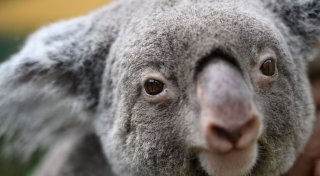 Australien schafft riesigen Nationalpark für Tausende Koalas