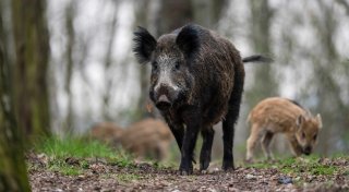 Begegnung mit Wildschwein: Wie verhält man sich?