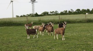 Besitzerin von flüchtiger Ziege aus Brakel setzt nun Belohnung aus