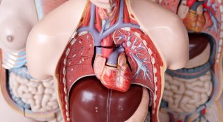Herzinfarkt: Vorboten zeigen sich teils schon Wochen vorher