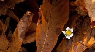 Wie Sie Herbstlaub im Garten gut nutzen können