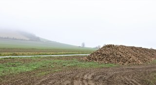 Leben und Arbeit nach der Zuckerfabrik: Wie steht es um Rübenernte in Warburg?