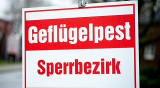 Fast 50.000 Tiere im Kreis Gütersloh getötet - dramatische Folgen von Geflügelpest