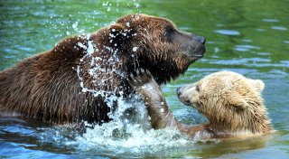 Braunbär Max aus dem Bielefelder Tierpark Olderdissen ist tot