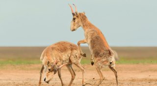 Drohende Käfer und kämpfende Antilopen