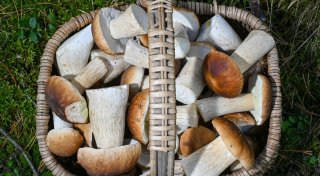 Pilze im Ofen oder in der Luft trocknen: So klappt's