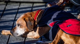 Schnee, Glatteis und Kälte: Wie Sie Ihren Hund schützen
