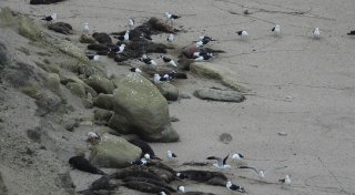 Vogelgrippe breitete sich unter See-Elefanten aus
