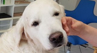 Trainierte Hunde können Parkinson erschnüffeln