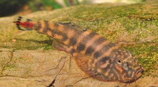 Kurzmeldungen aus Hiddenhausen: Exotische Welten, ein Brandanschlag und Workshops