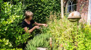 Internationale Küche: Kräuter für den eigenen Garten