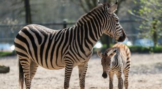 Tierischer Nachwuchs, illegale Asbest-Entsorgung und exklusive Einblicke