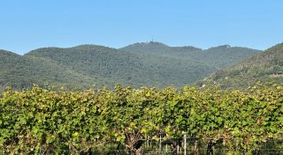 Berg im Pfälzerwald wächst - auf dem Papier