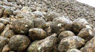 Zuckerrüben-Ernte in NRW ist früh gestartet