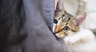 Katze zieht ein: Tipps für die Eingewöhnung