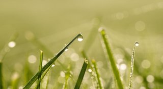 Ein guter Start für den Rasen - in vier Schritten