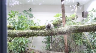Einblick in das neue Gehege: Tierpark Herford eröffnet neues Zuhause für Krallenaffen