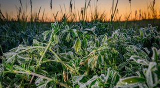 Frostige Nächte und kühles Wetter