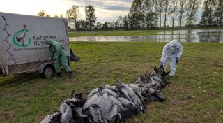 Vogelgrippe breitet sich aus - Tausende Kraniche verendet
