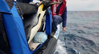 In Australien gestrandeter Kaiserpinguin wieder in Freiheit