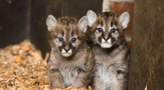 Neue Tierbabys im Tierpark Ströhen: Pumazwillinge erstmals für Besucher zu sehen