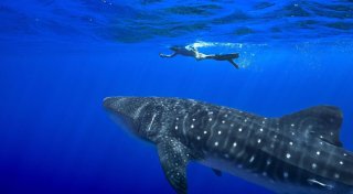 Erstmals Handelsverbot für Haie: Weltartenkonferenz endet