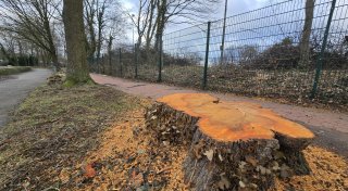 Bürger sind schockiert über „Kahlschlag“ am Else-Areal in Bünde