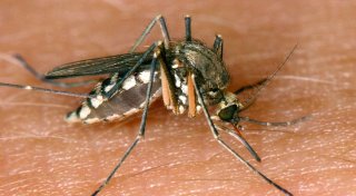 Zahl der bekannten Infektionen mit West-Nil-Virus steigt