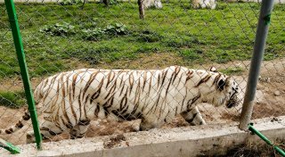 Unwetter in Mexiko: Freilaufender Tiger wurde gefunden