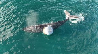 Tierretter befreien Buckelwal vor Schottland