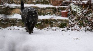 Kann meine Katze auch im Winter raus?