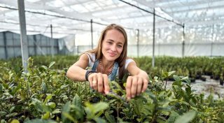 Der Matcha-Boom: Vorreiterin setzt auf deutschen Teeanbau
