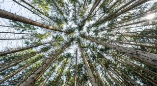 Erhebung: Wälder stehen unter «Dauerstress»