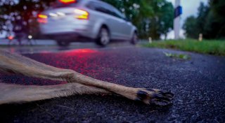 Wenn die Dämmerung naht: Das können Lipper nach einem Wildunfall tun