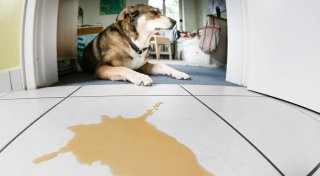 Anzeichen erkennen: Leidet mein Tier an Demenz?