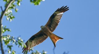 Illegaler Greifvogel-Abschuss, eine neue Event-Location und Infos zur E-Patientenakte