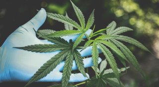 Einblicke in Herfords Cannabis-Club, Reaktion nach SEK-Einsatz und Diskussion um Weihnachtsmarkt