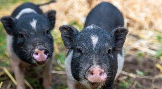 Lübbecker Tierheim will ausgesetzte Mini-Schweine fangen